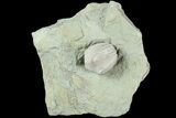 Blastoid (Pentremites) Fossil - Illinois #184104-1